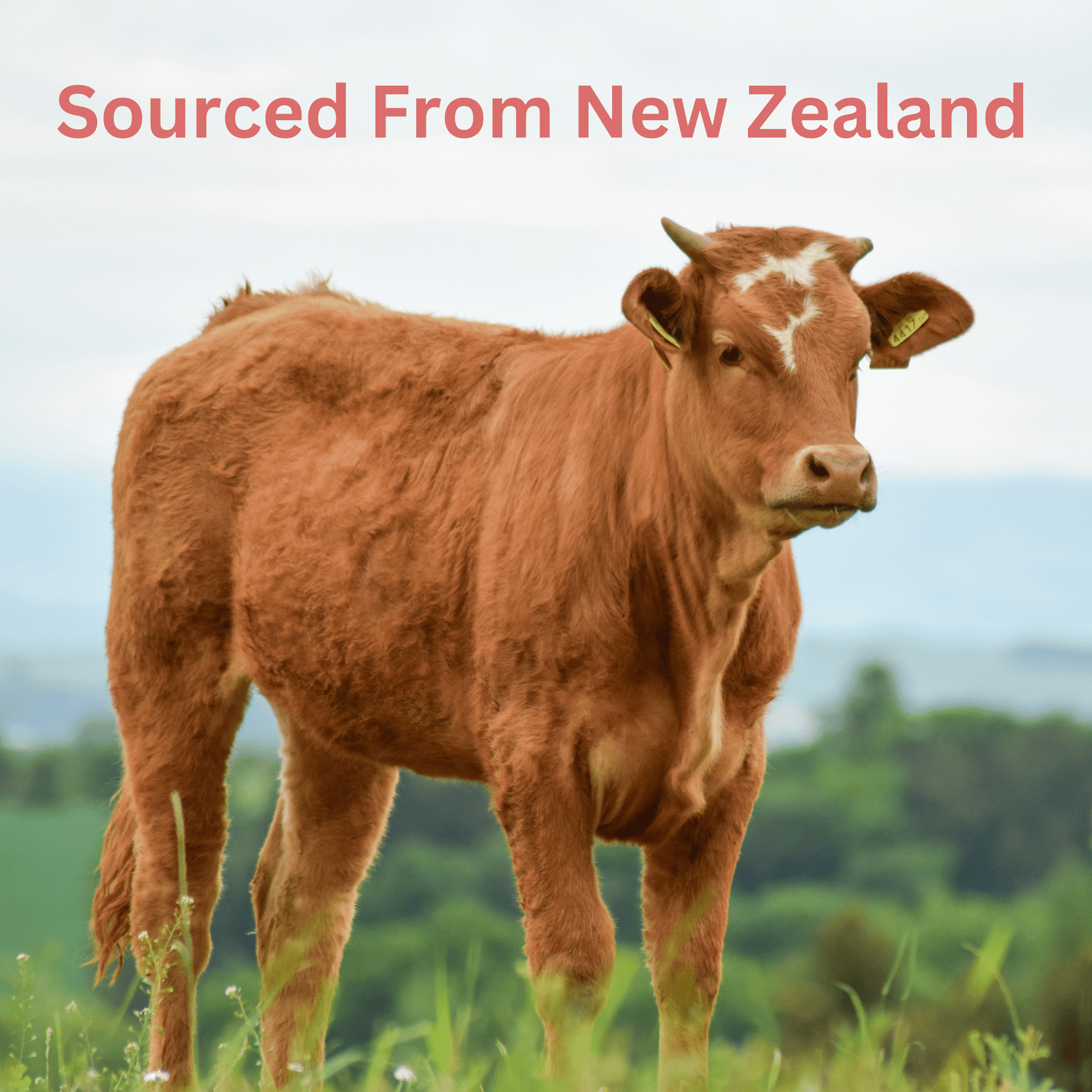 HerFuel Beef Organ Capsules -  60 Capsules